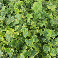 Gold Child' Gold Variegated Ivy 10 count flat of 4" pots