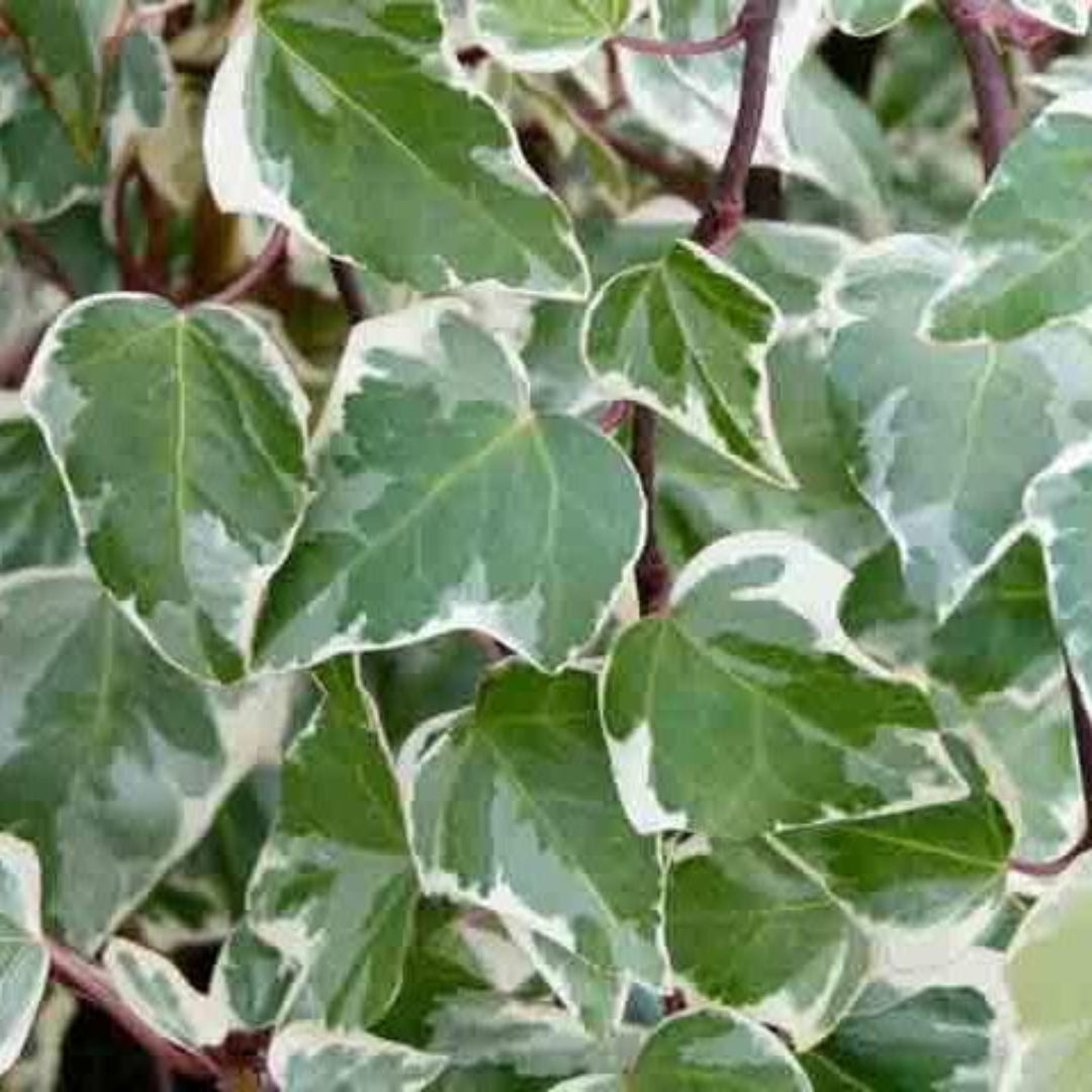 Hedera Algeriensis &
