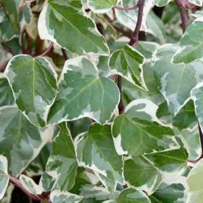 hedera algeriensis Hedera Algeriensis 'Gloire De Marengo Ivy' buy online plants and trees at  pixies Gardens