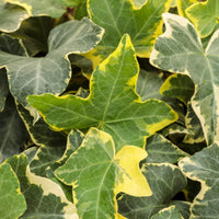 Gold Child' Gold Variegated Ivy 10 count flat of 4" pots