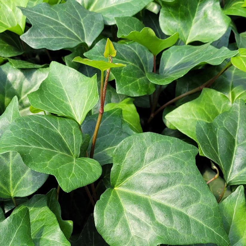 Hedera algeriensis &
