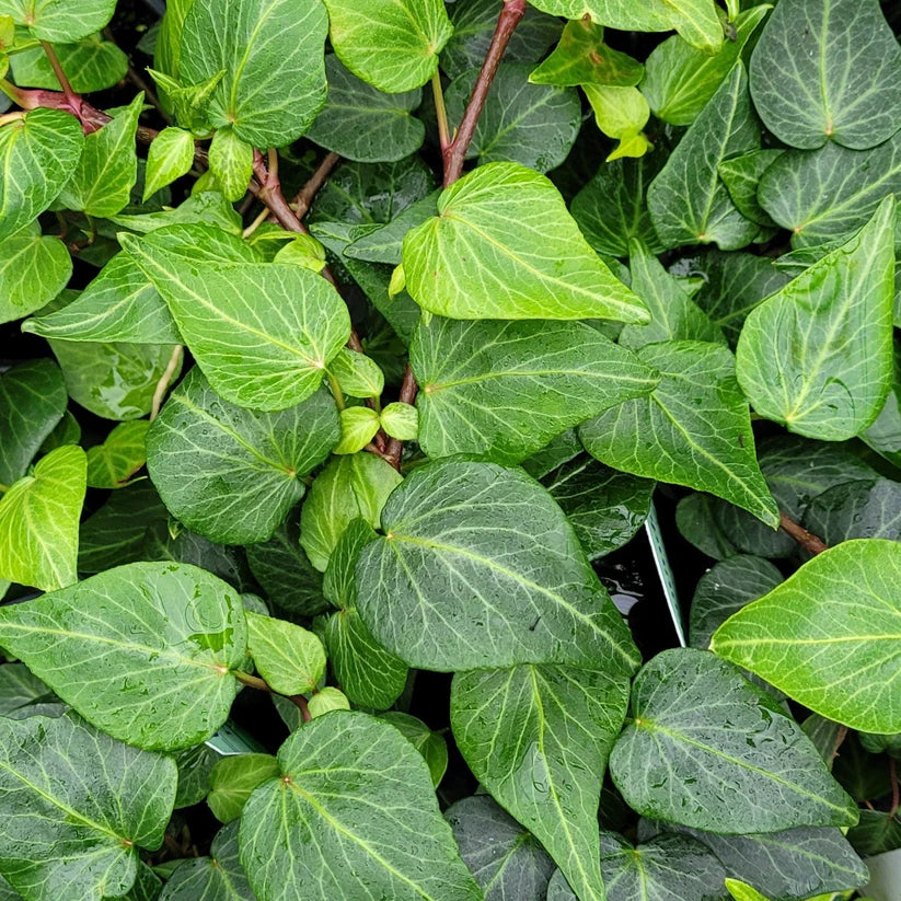 Hedera helix &
