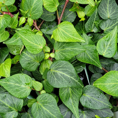 Hedera helix &