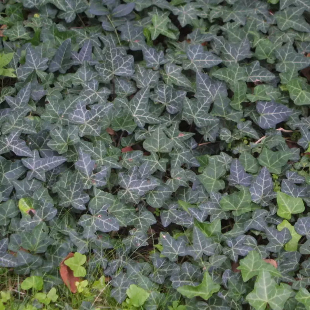 Hedera Helix &