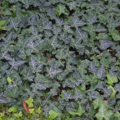 Hedera Helix &