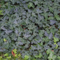 Hedera Helix 'Baltica'