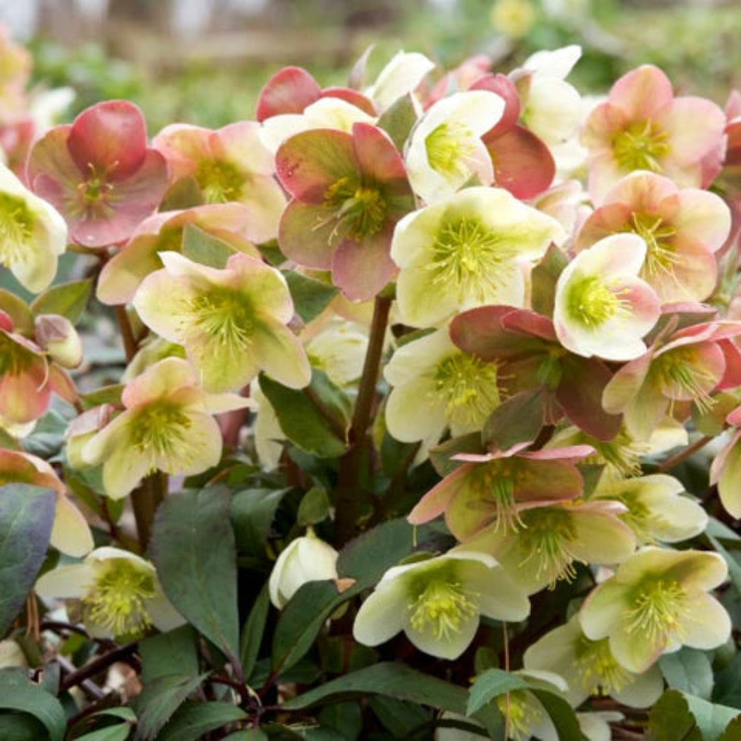 Winter Magic Candy Love Lenten Rose