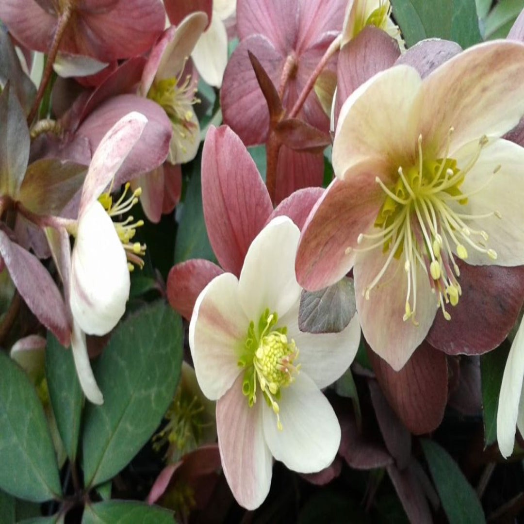 Winter Magic Candy Love Lenten Rose