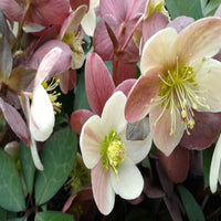 Winter Magic Candy Love Lenten Rose