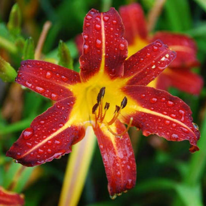 Hemerocallis &