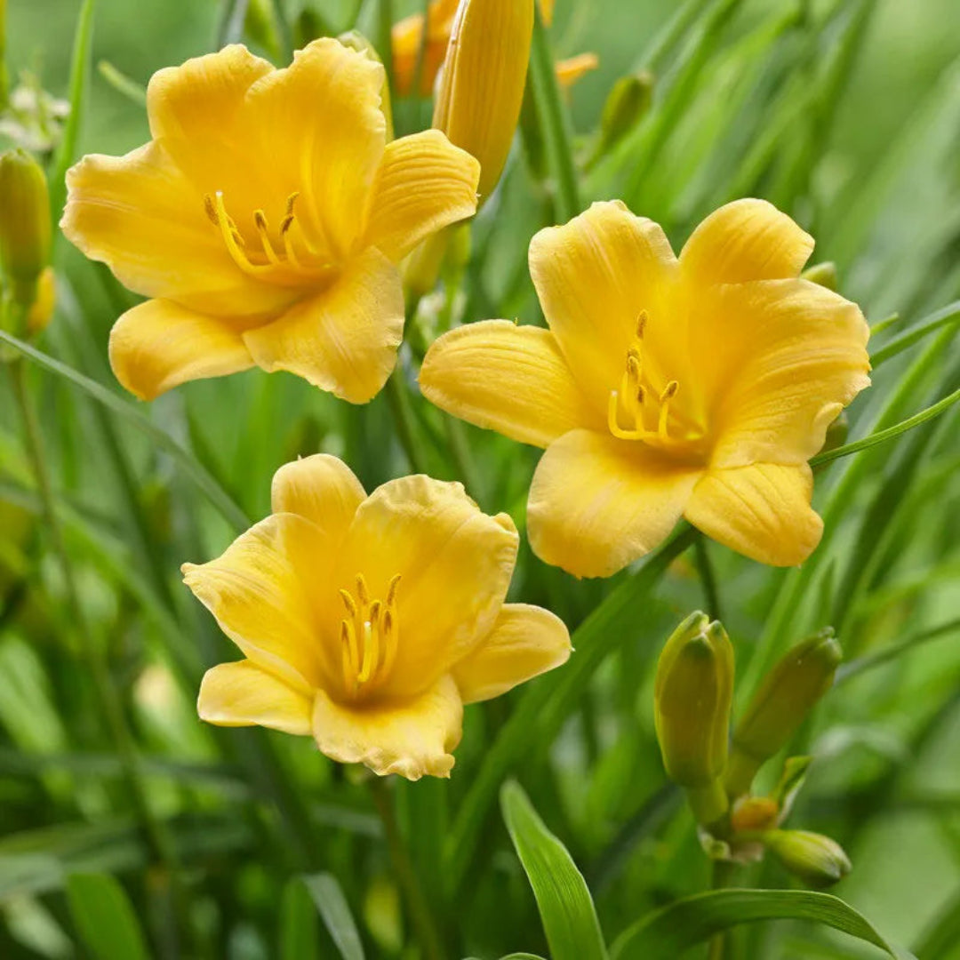 Yellow Daylily Stella Bella