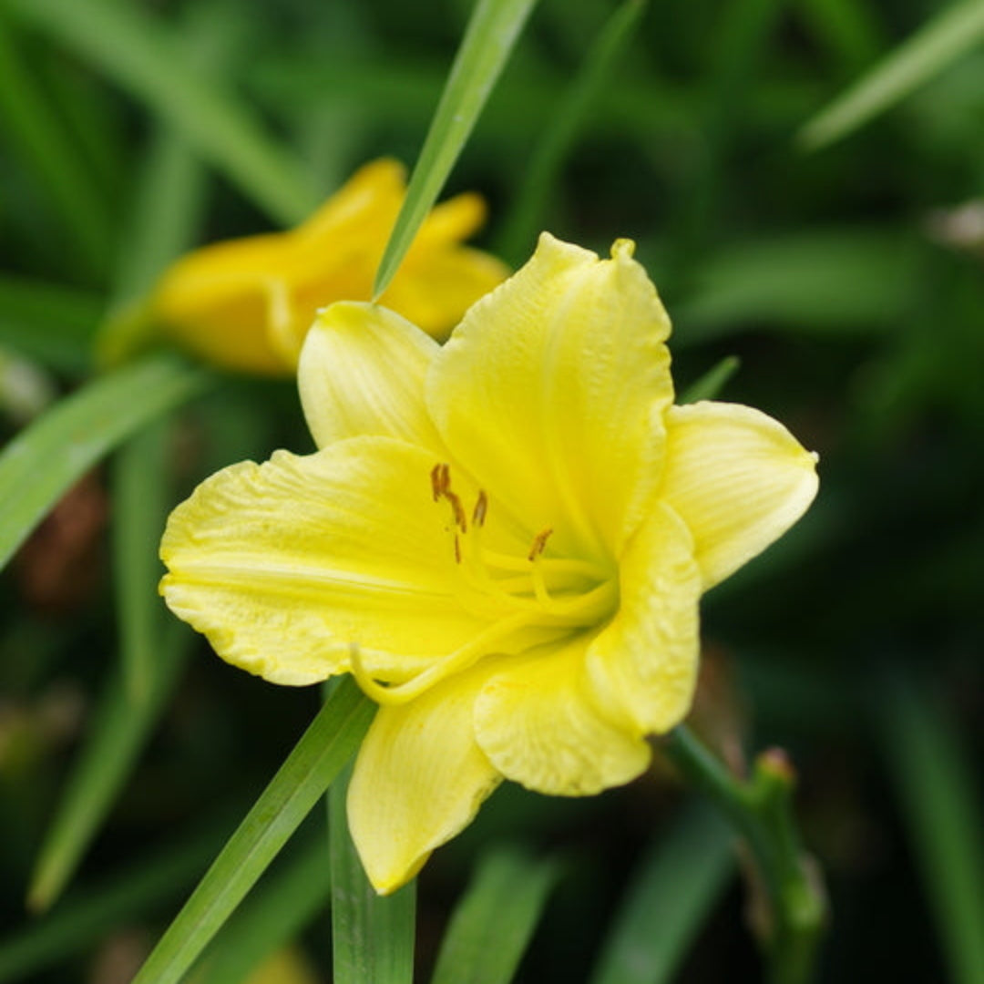 Canary Yellow Flowers Early In Season