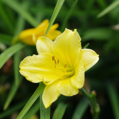 Canary Yellow Flowers Early In Season