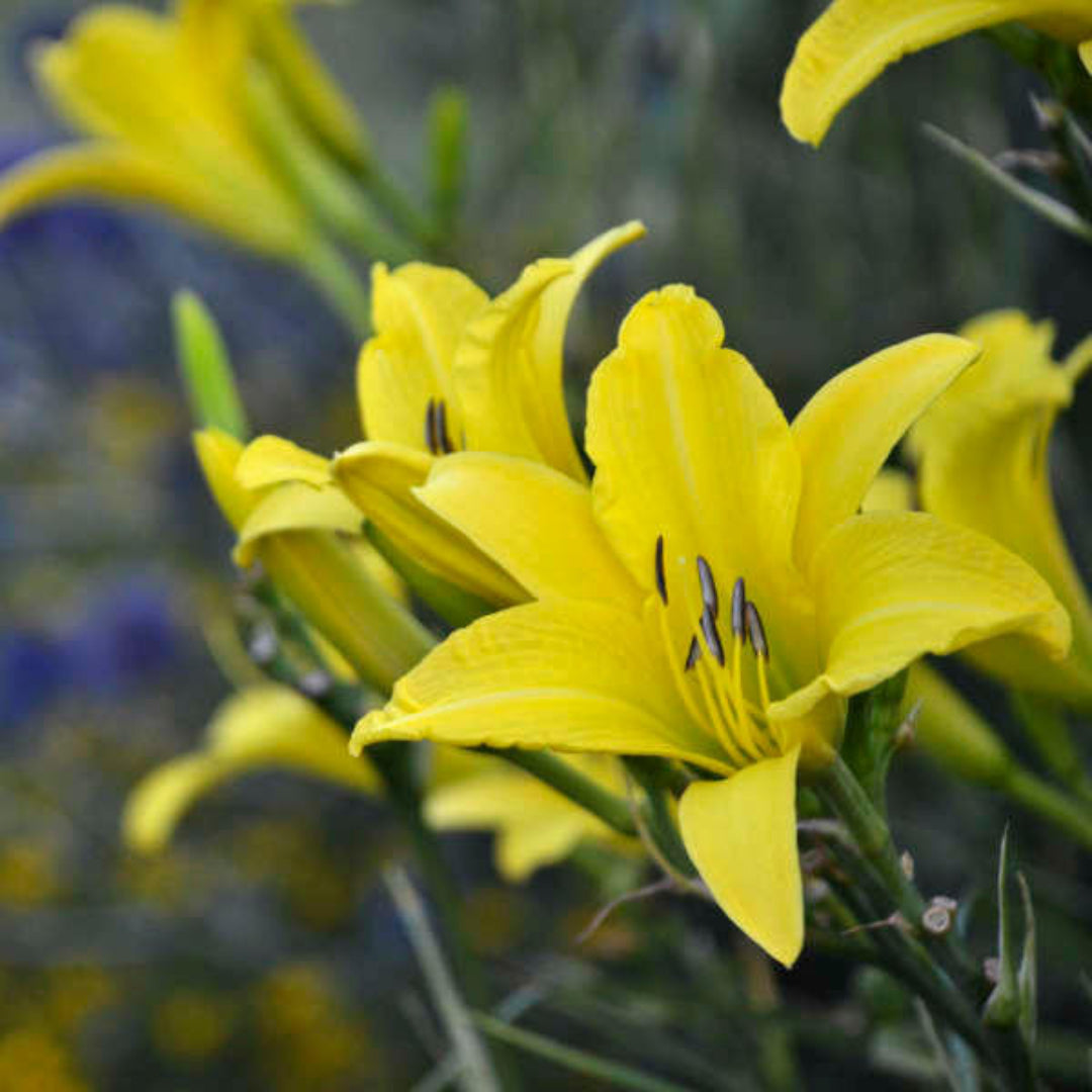 Hemerocallis &