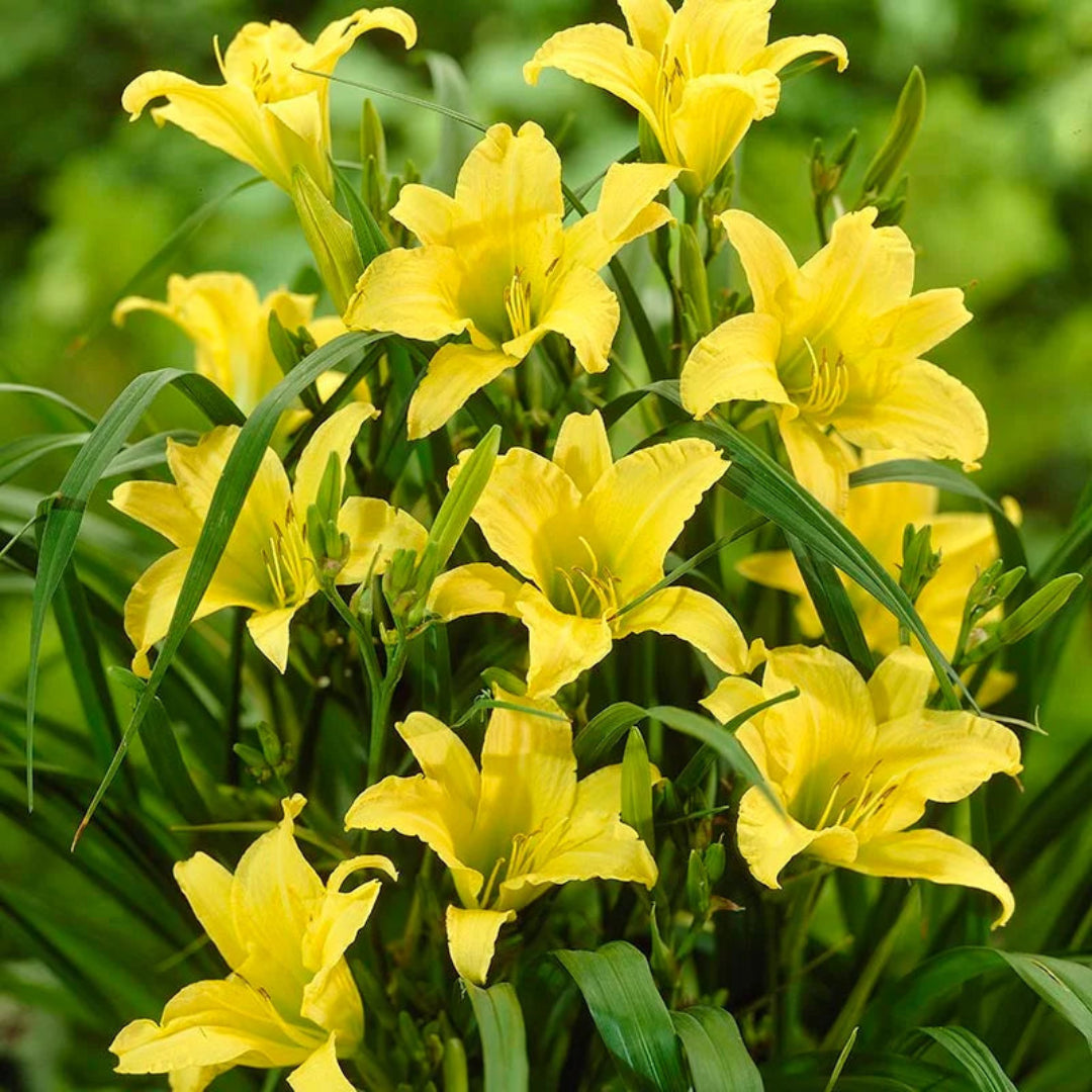 Hemerocallis &