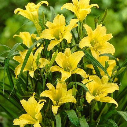 Hemerocallis &