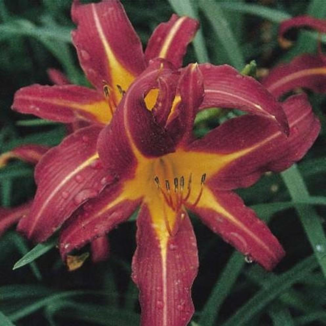Sammy Russell Red Daylily Hemerocallis – Bright Red Flower