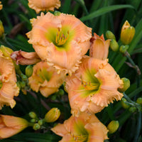 Hemerocallis Rainbow Rhythm 'Orange Smoothie' - [EG]