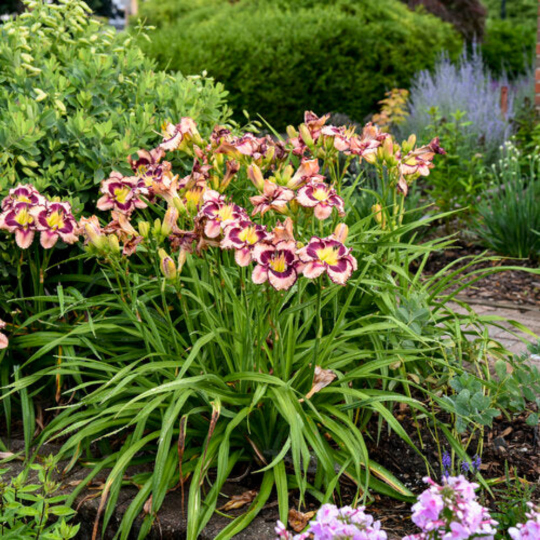 Hemerocallis Rainbow Rhythm &