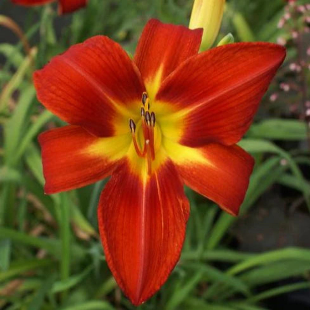 Hemerocallis &