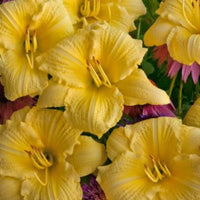 Hemerocallis Rainbow Rhythm 'Going Bananas'
