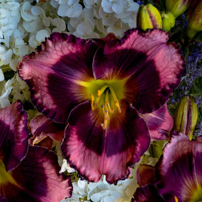 Hemerocallis Rainbow Rhythm® &