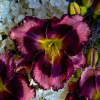 Hemerocallis Rainbow Rhythm® 'Storm Shelter' - [EG]