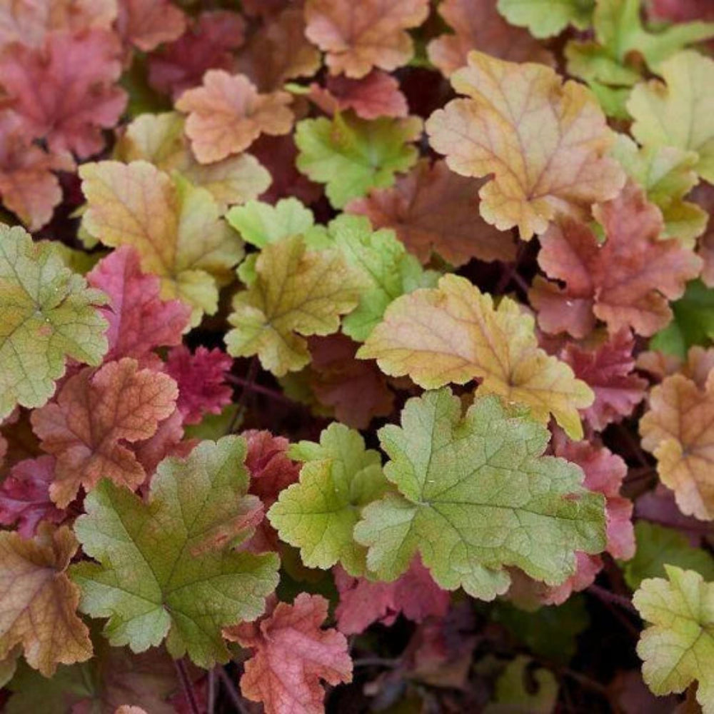 Heuchera Dolce™ &