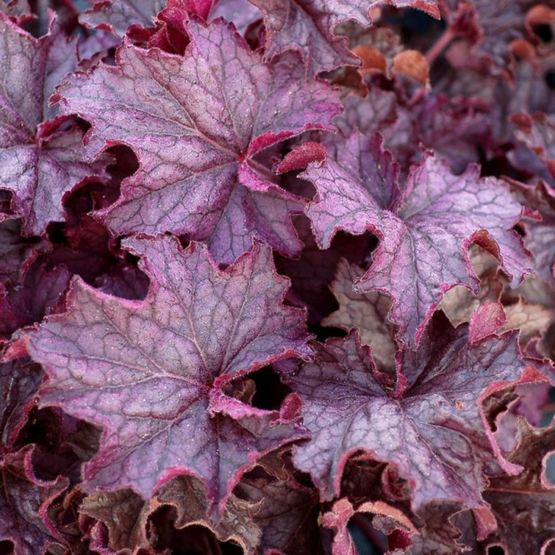 Heuchera &