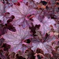 Heuchera 'Amethyst Myst' Coral Bells