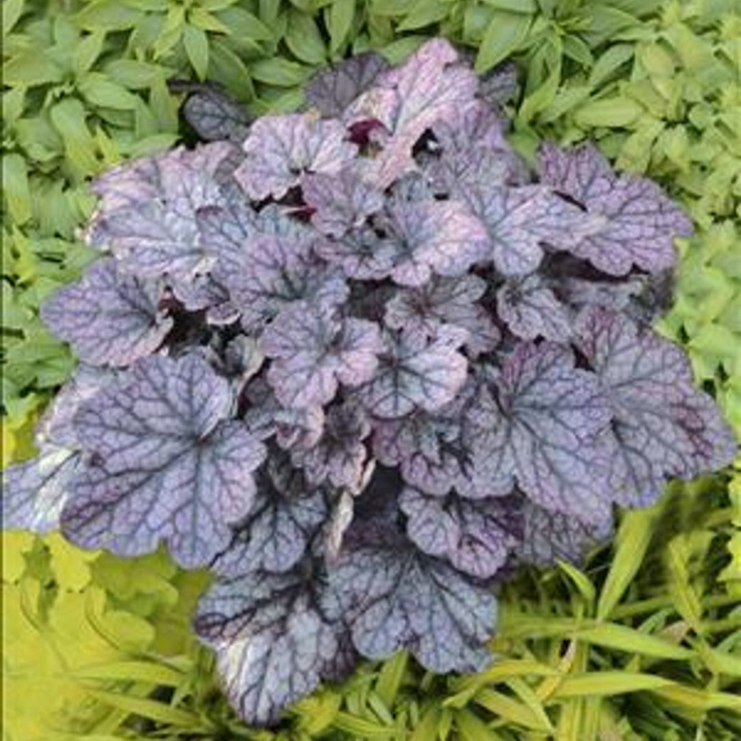 Heuchera x villosa Grape