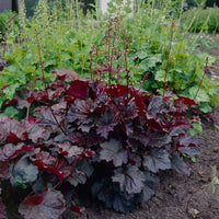 Palace Purple Coral Bells with colorful foliage