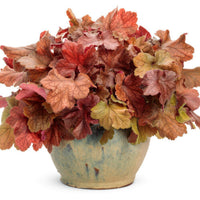 Heuchera Dolce™ 'Toffee Tart' (Coral Bells) - [EG]