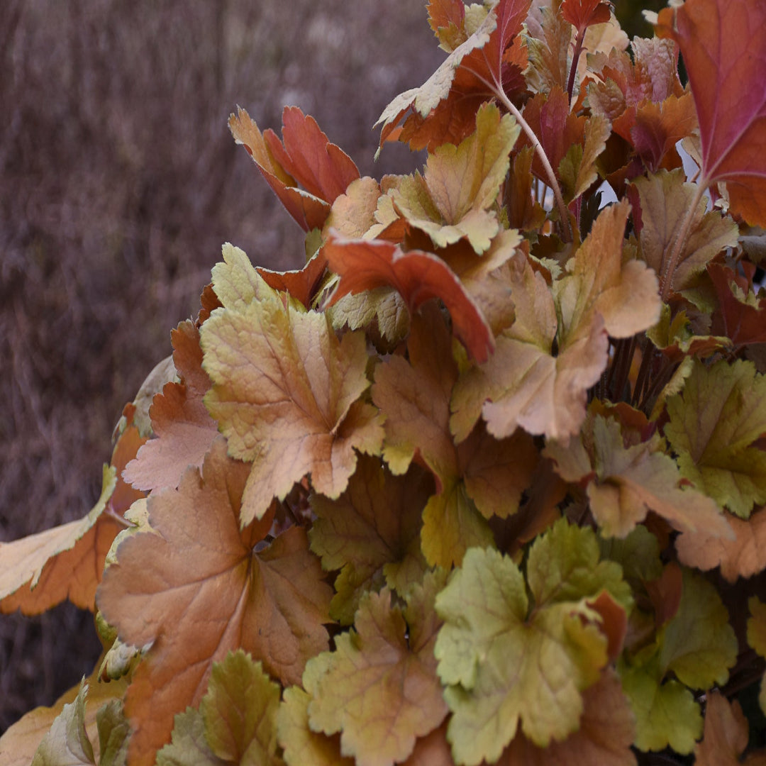 Heuchera Dolce™ &