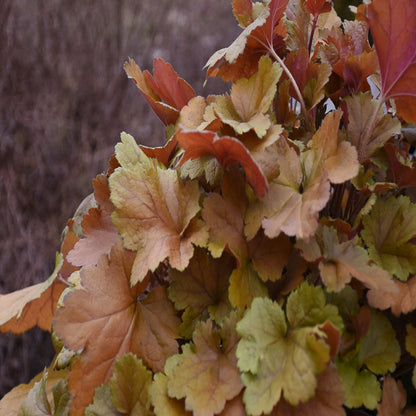 Heuchera Dolce™ &