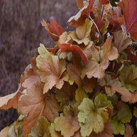 Heuchera Dolce™ 'Toffee Tart' (Coral Bells) - [EG]