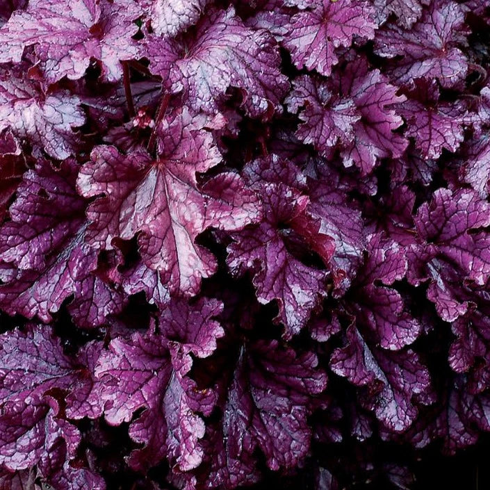 Heuchera &