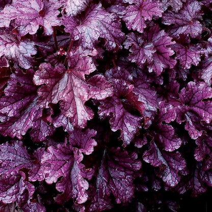 Heuchera &