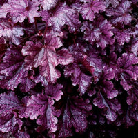 Heuchera 'Forever Purple' Coral Bells