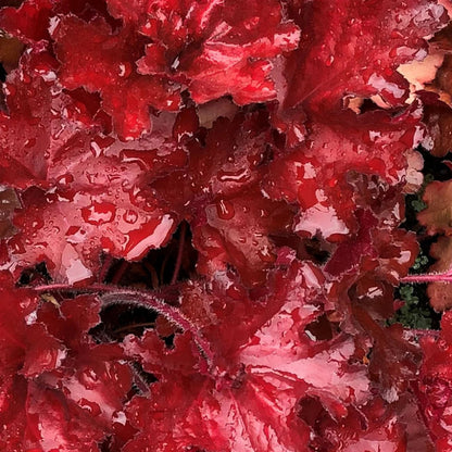 Heuchera &