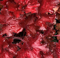 Heuchera 'Forever Red' Coral Bells