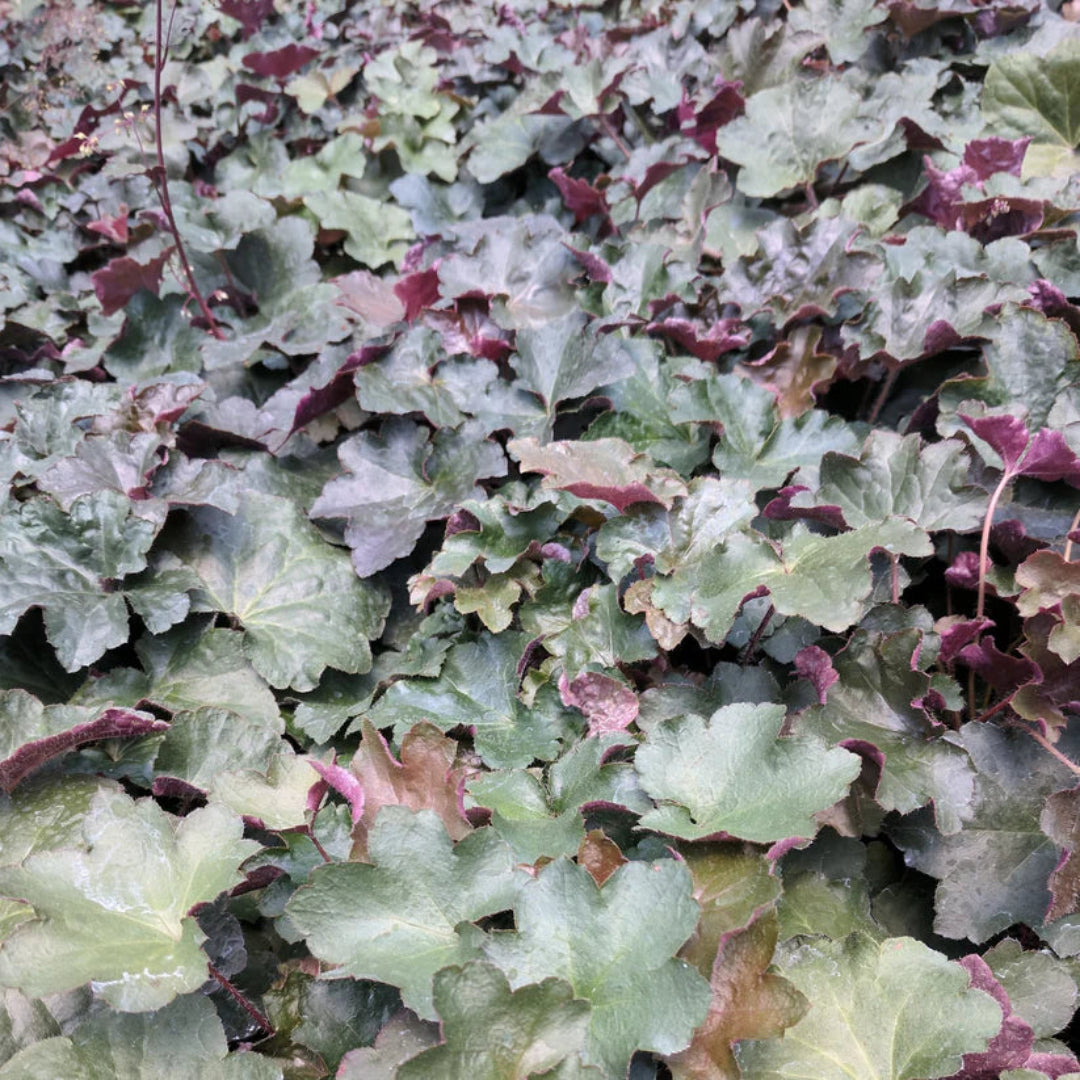 Heuchera micrantha &