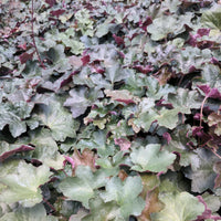 Heuchera Palace Purple Coral Bells perennial plant