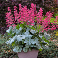 Heuchera Dolce 'Spearmint' Coral Bells - [EG]