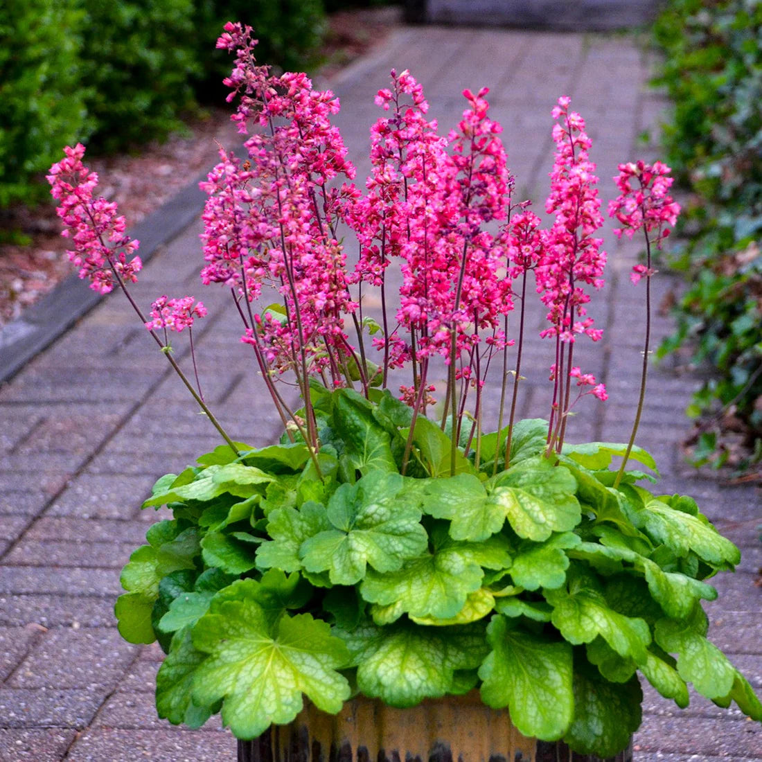 Heuchera &