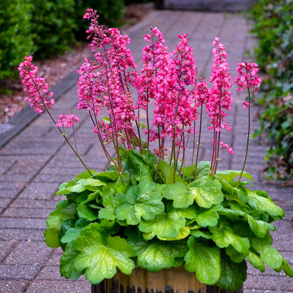 Heuchera &