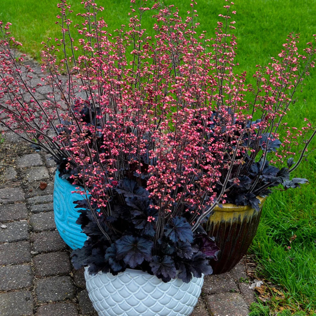 Heuchera &