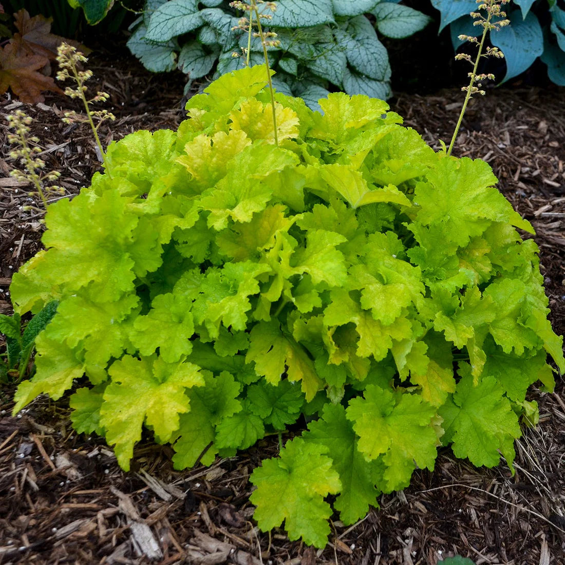 Heuchera &