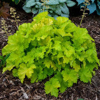 Heuchera 'Twist of Lime' Coral Bells - [EG]