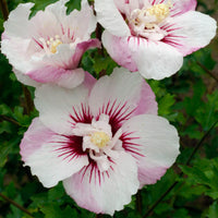 Fiji Hibiscus
